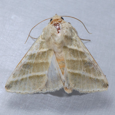 11070 Subflexus Straw Moth - Heliothis subflexa