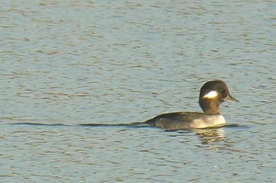 Bufflehead female