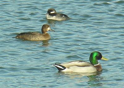 Bufflehead female, Lesser Scaup female, Mallard male