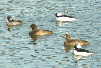 Lesser Scaup females and Buffleheads