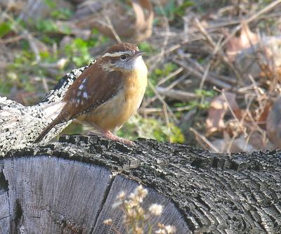 Carolina Wren