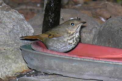 Hermit Thrush at water drip birding site at Cabrillo on Point Loma -->>