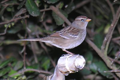 White-crowned Sparrow juvenile