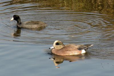American Coot and American Wigeon
