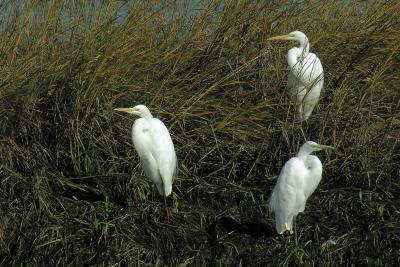 Great Egrets