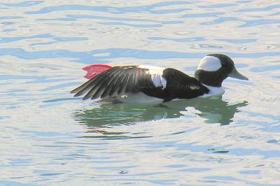 Bufflehead male