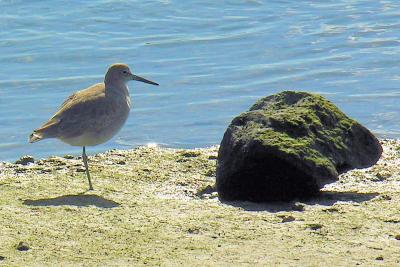 Willet