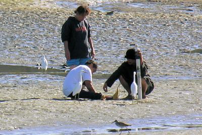 Snowy Egrets with clam diggers