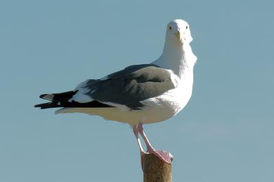 Herring Gull