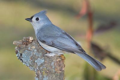 Tufted Titmouse