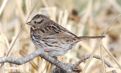 Lincoln's Sparrow