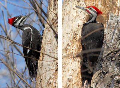 Pileated Woodpeckers female and male