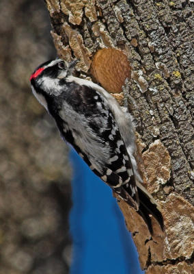 March 24 - Downy Woodpecker male