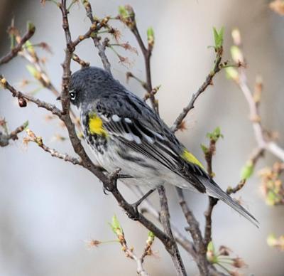 Yellow-rumped Warbler - Myrtle female