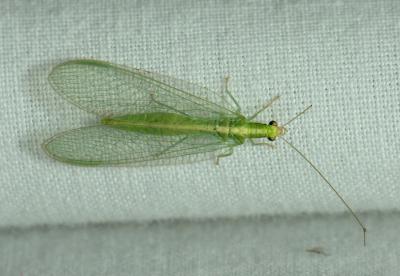A Green Lacewing
