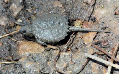 Young Common Snapping Turtle