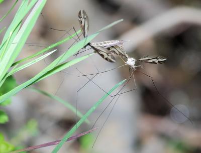 Mating Crane Flies