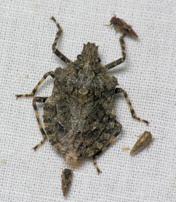 Rough Stink Bug (Brochymena)