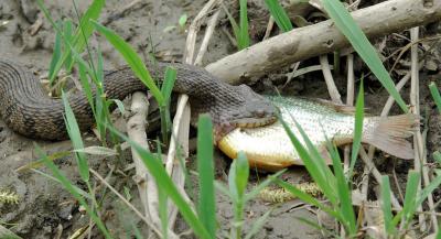 Snake with fish food