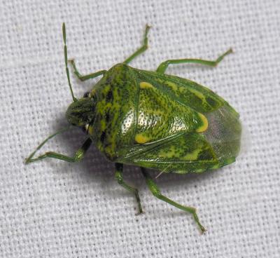 Stink Bug  (Banasa euchlora)