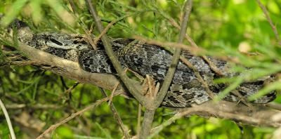 Snake in cedar tree
