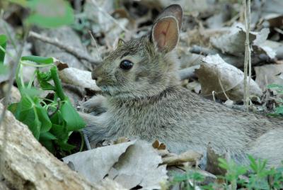 Young Cottontail Rabbit 