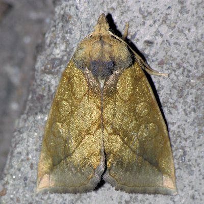 9781 The Gold Moth - Basilodes pepita