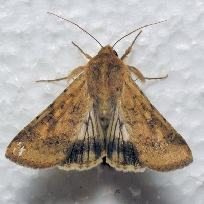 11072  Darker Spotted Straw - Heliothis phloxiphagus