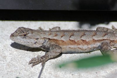 Northern Fence Lizard