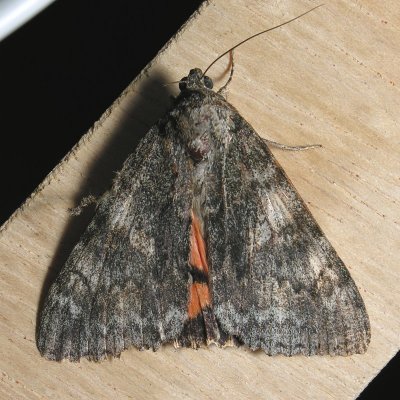 8829  Joined Underwing - Catocala junctura