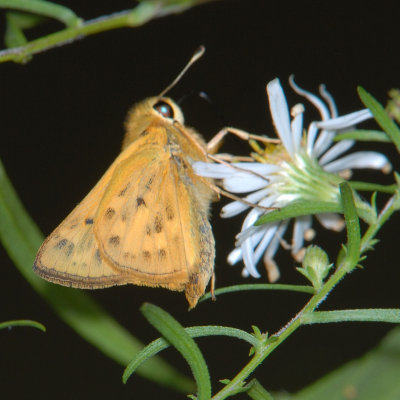 Fiery Skipper