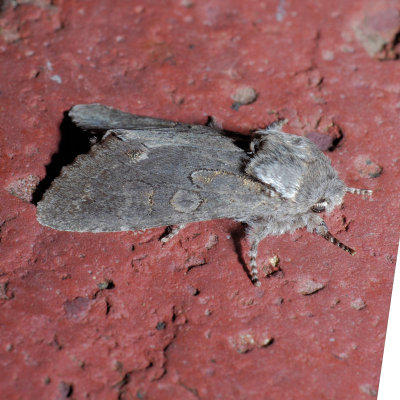 10014 Roland's Sallow - Psaphida rolandi