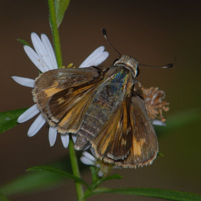  Sachem Skipper -  Atalopedes campestris