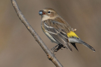 Yellow-rumped Warbler