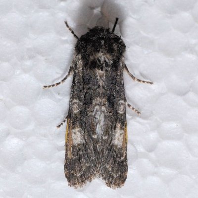 10021 Grote's Sallow  - Copivaleria grotei