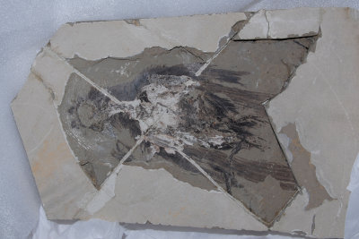 China Bird Fossil