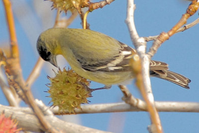 Lesser Goldfinch