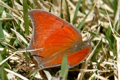 Goatweed Leafwing