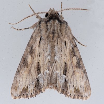 10519 Gray Woodgrain Moth - Morrisonia mucens