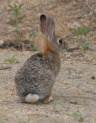 Cottontail