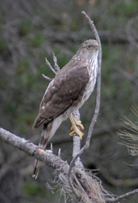 Cooper's Hawk