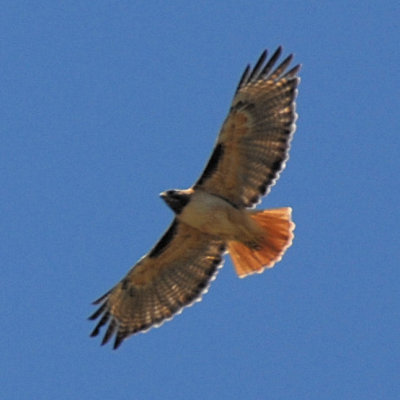 Redtail Hawk @ SLAC
