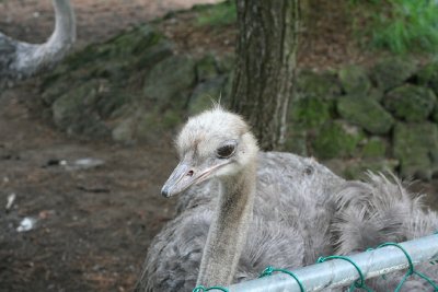 ostrich at Ѹ (not zoo)