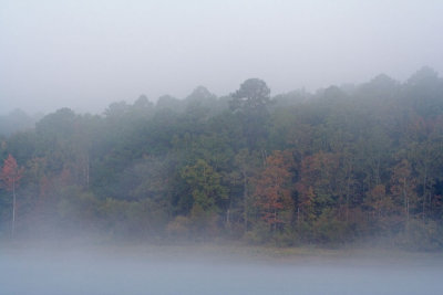 DeGray Lake trees