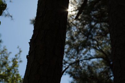 sun behind tree