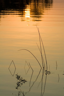 reeds in lake and sunset