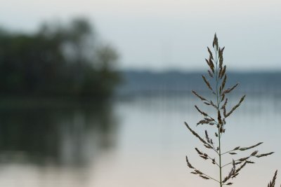 plant and lake