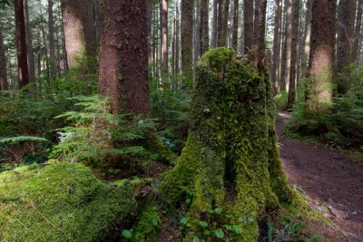 moss covered stump