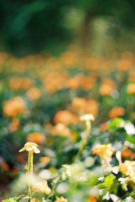 Image00018.jpg