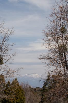 Snow mountain through trees